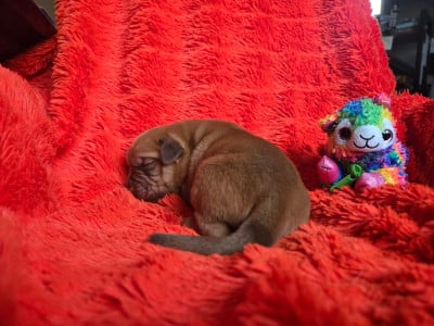 Les chiots de Dogue de Bordeaux