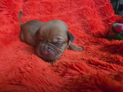 Les chiots de Dogue de Bordeaux