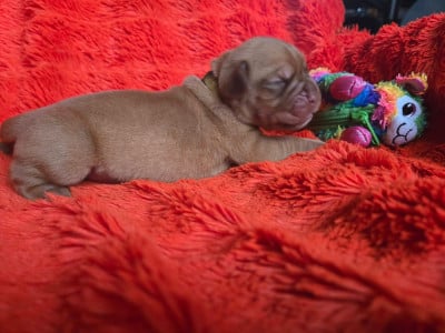 Les chiots de Dogue de Bordeaux
