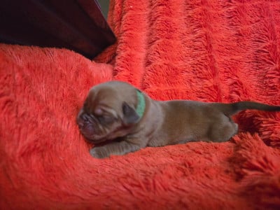 Les chiots de Dogue de Bordeaux