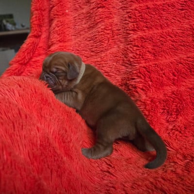 Les chiots de Dogue de Bordeaux
