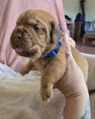 Les chiots de Dogue de Bordeaux