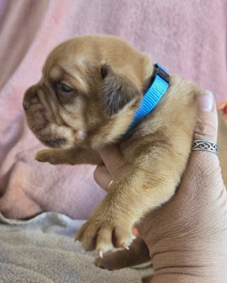 Les chiots de Dogue de Bordeaux