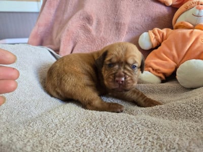Les chiots de Dogue de Bordeaux