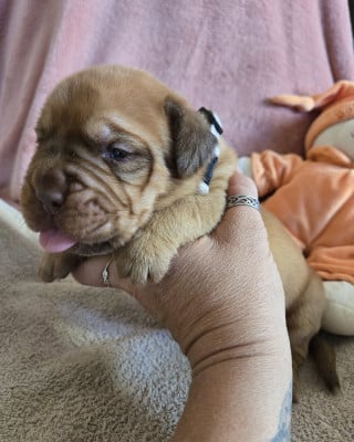 Les chiots de Dogue de Bordeaux