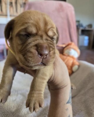 Les chiots de Dogue de Bordeaux