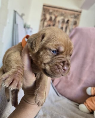 Les chiots de Dogue de Bordeaux
