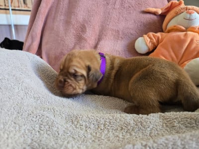 Les chiots de Dogue de Bordeaux