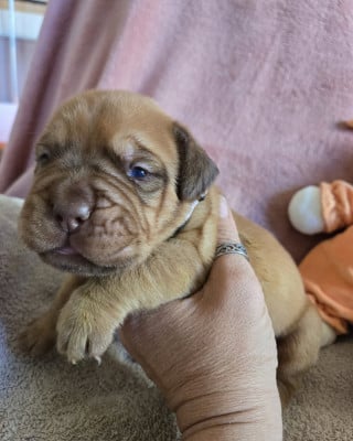 Les chiots de Dogue de Bordeaux