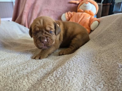 Les chiots de Dogue de Bordeaux