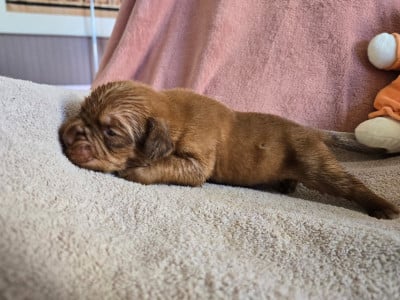 Les chiots de Dogue de Bordeaux