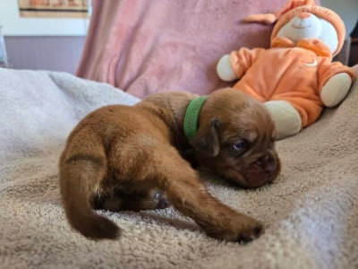 Les chiots de Dogue de Bordeaux