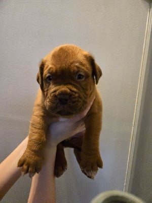 Les chiots de Dogue de Bordeaux