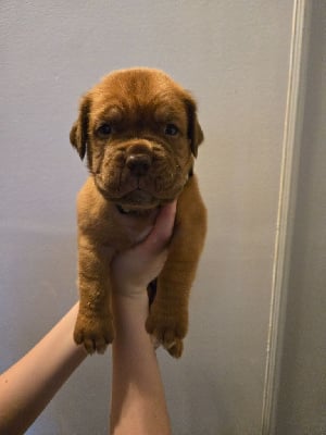 Les chiots de Dogue de Bordeaux