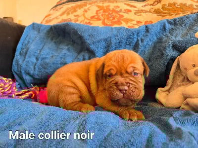 Les chiots de Dogue de Bordeaux