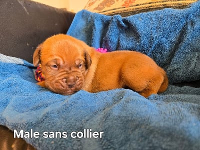 Les chiots de Dogue de Bordeaux