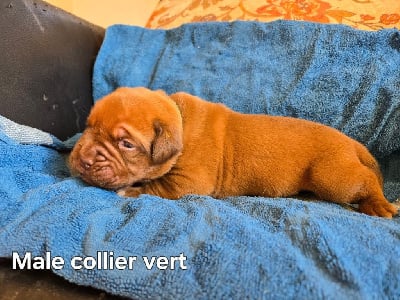 Les chiots de Dogue de Bordeaux