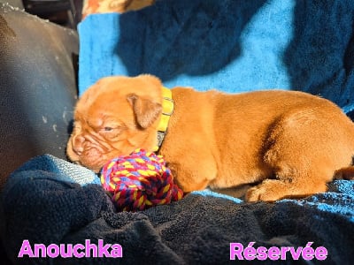 Les chiots de Dogue de Bordeaux