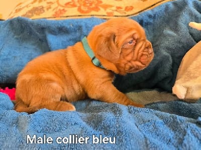 Les chiots de Dogue de Bordeaux