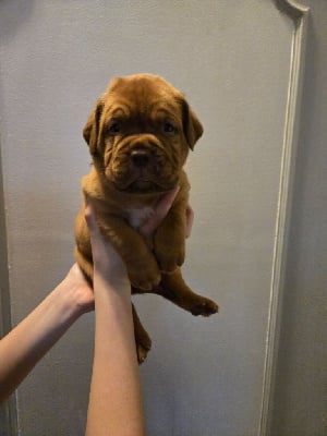 Les chiots de Dogue de Bordeaux
