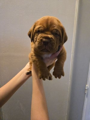 Les chiots de Dogue de Bordeaux