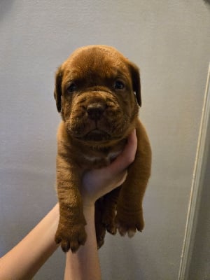 Les chiots de Dogue de Bordeaux