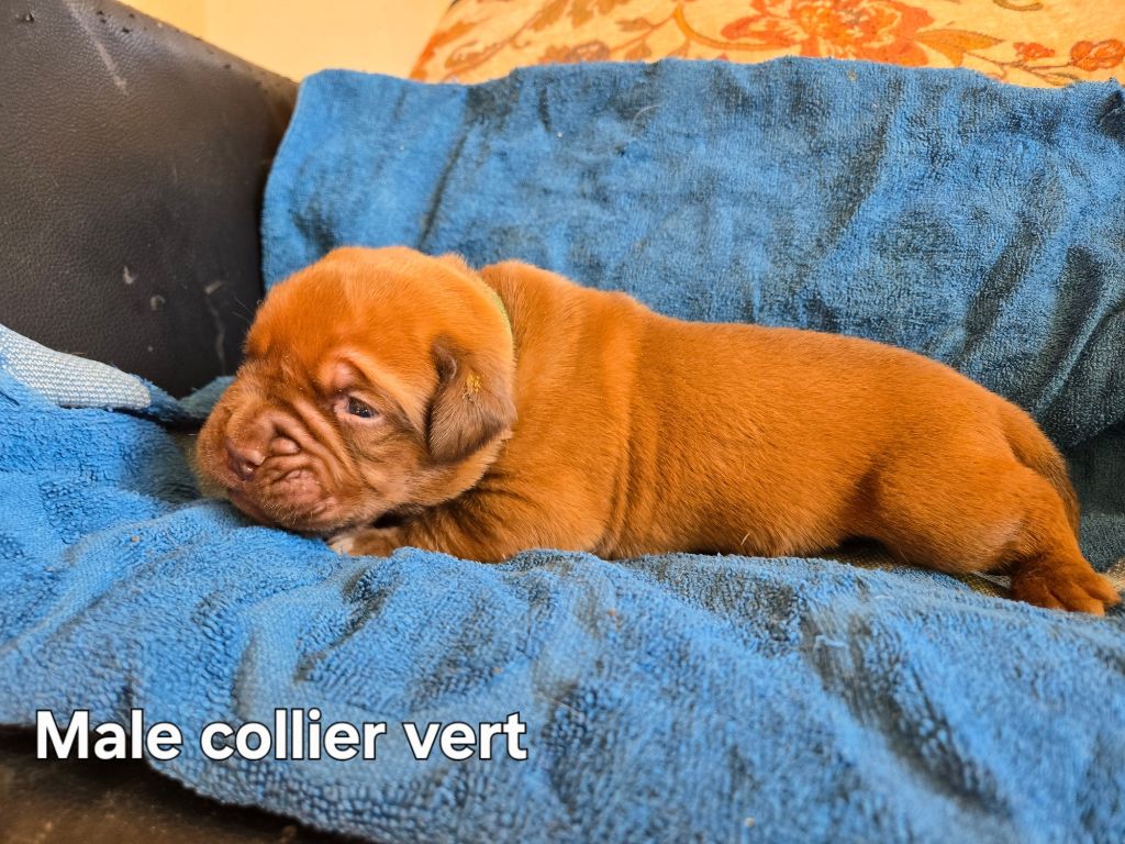 Collier vert - Dogue de Bordeaux