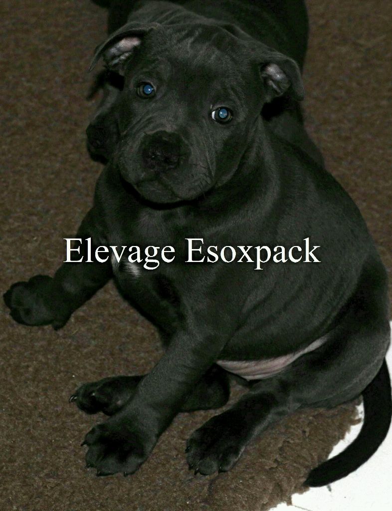 Publication : Esoxpack  Auteur : Esoxpack