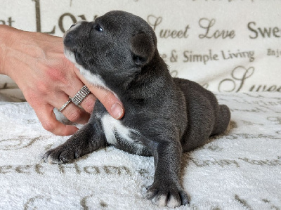 CHIOT 2 - Staffordshire Bull Terrier