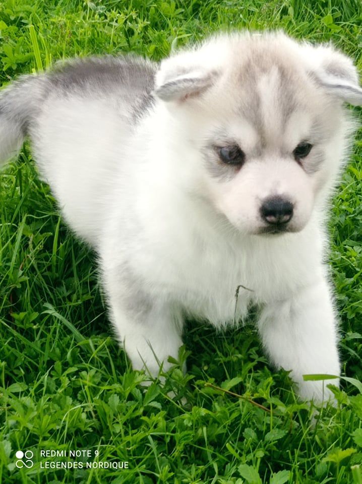 Sarabi des Légendes Nordiques