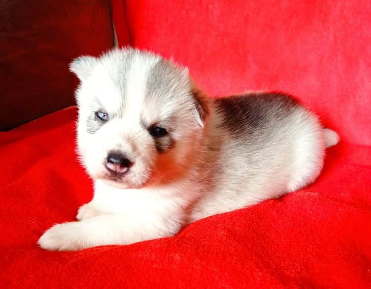 Sarabi des Légendes Nordiques