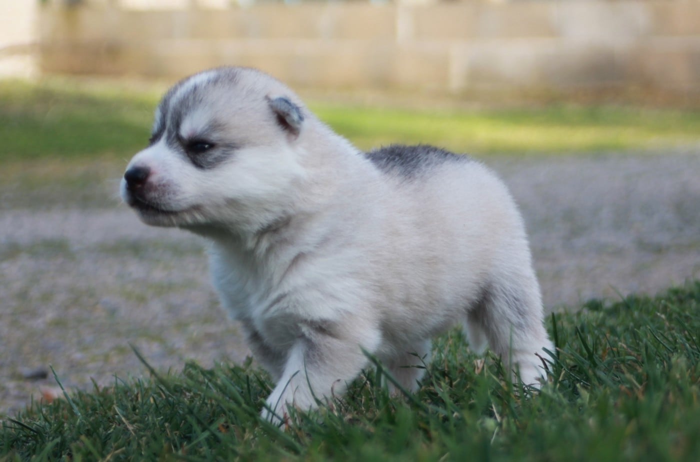 Chiot N°1