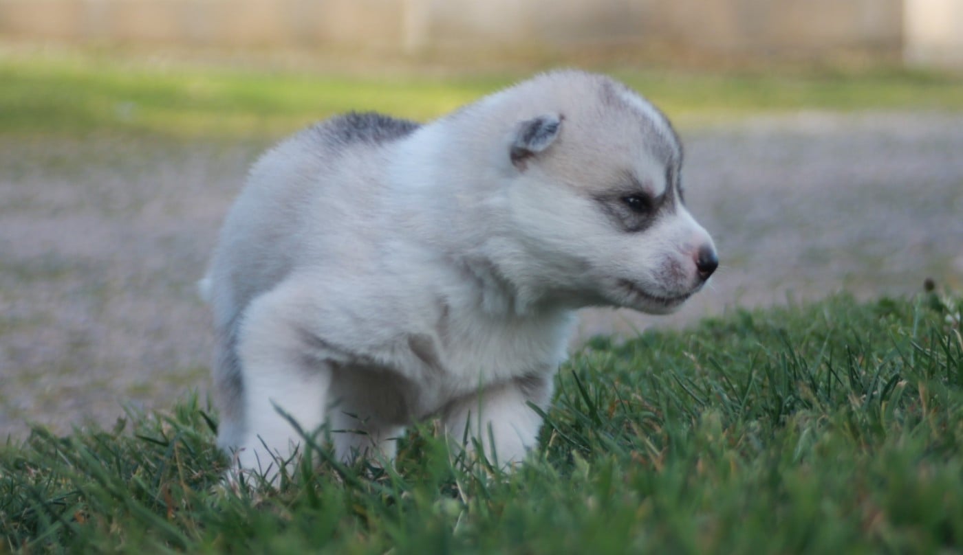 Chiot N°1