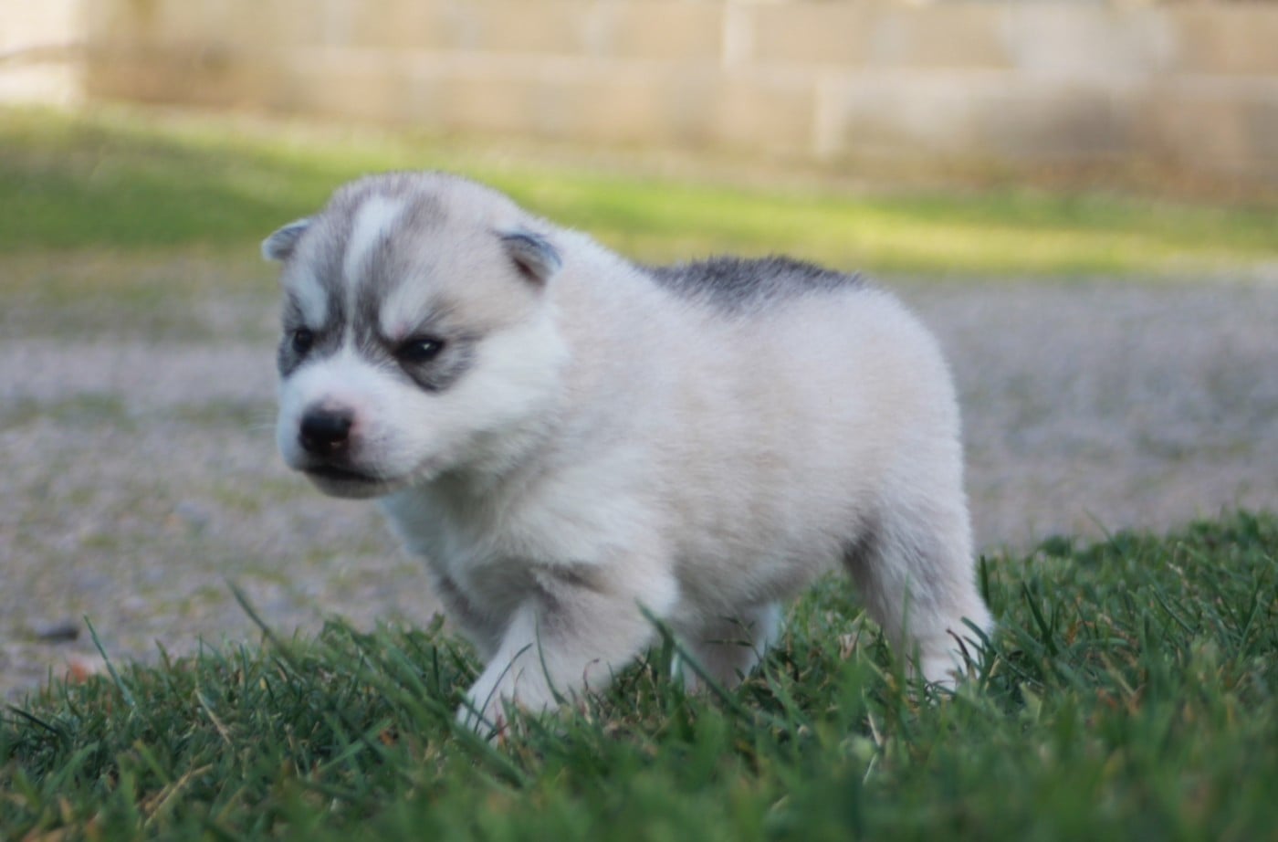 Chiot N°1