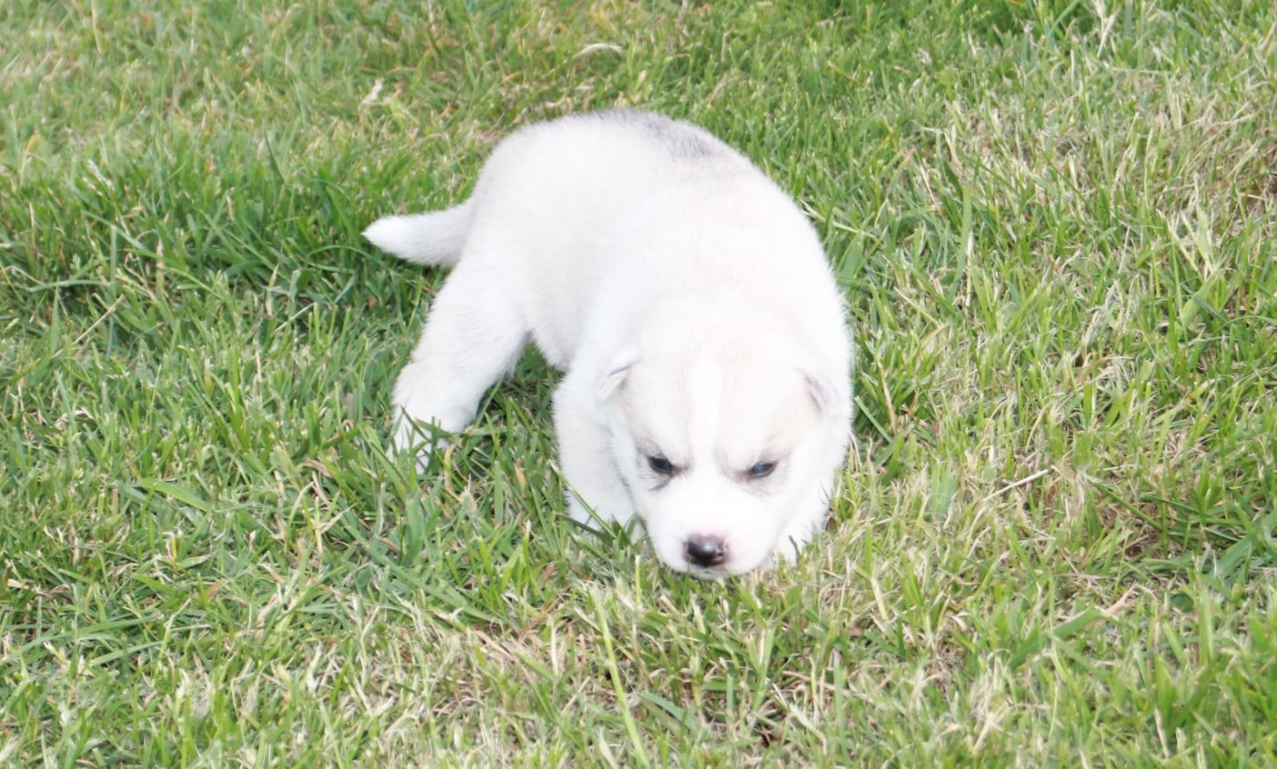 Chiot N°2