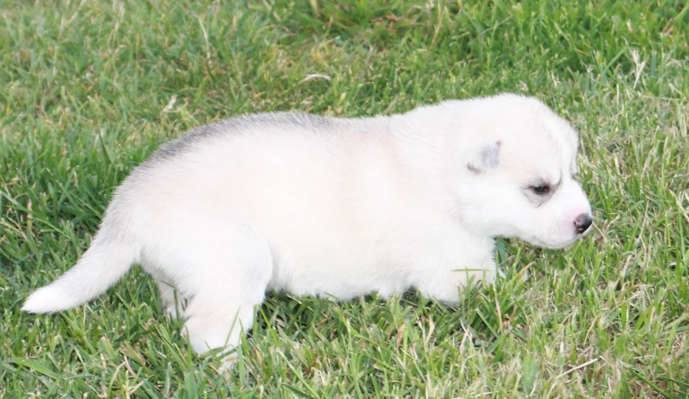 Chiot N°2