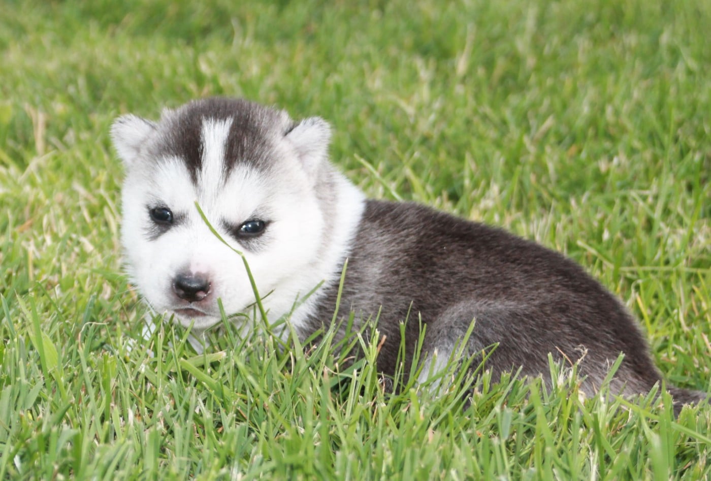 Chiot N°3