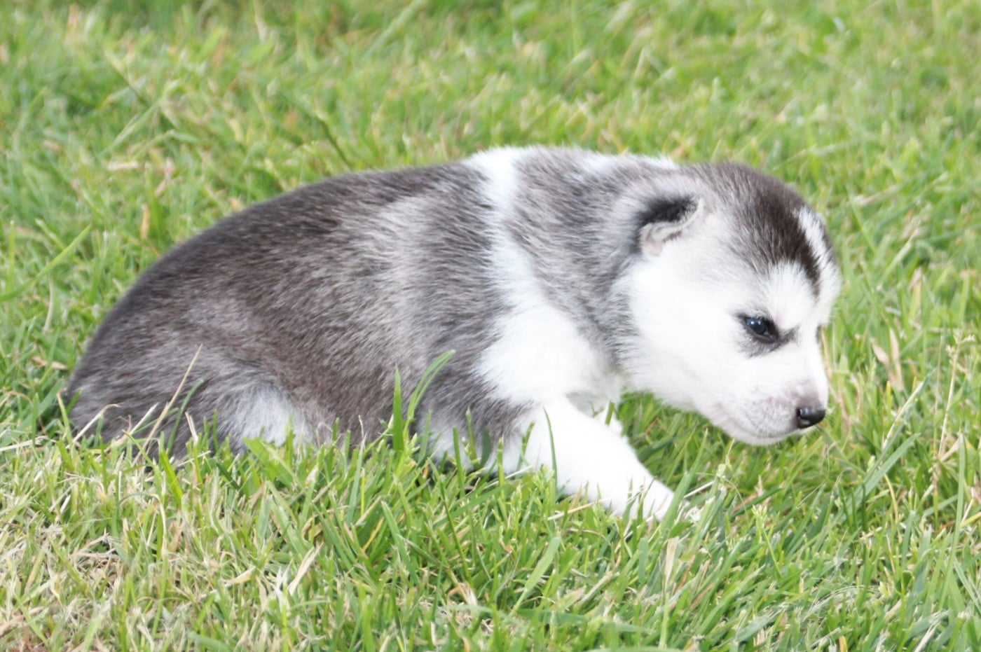 Chiot N°3