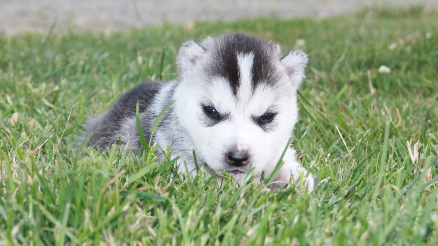Chiot N°3