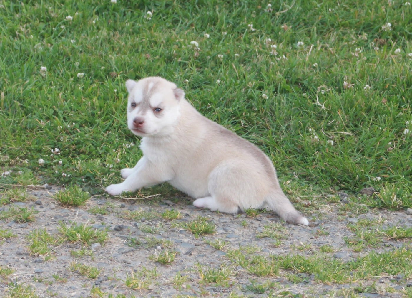 Chiot N°4