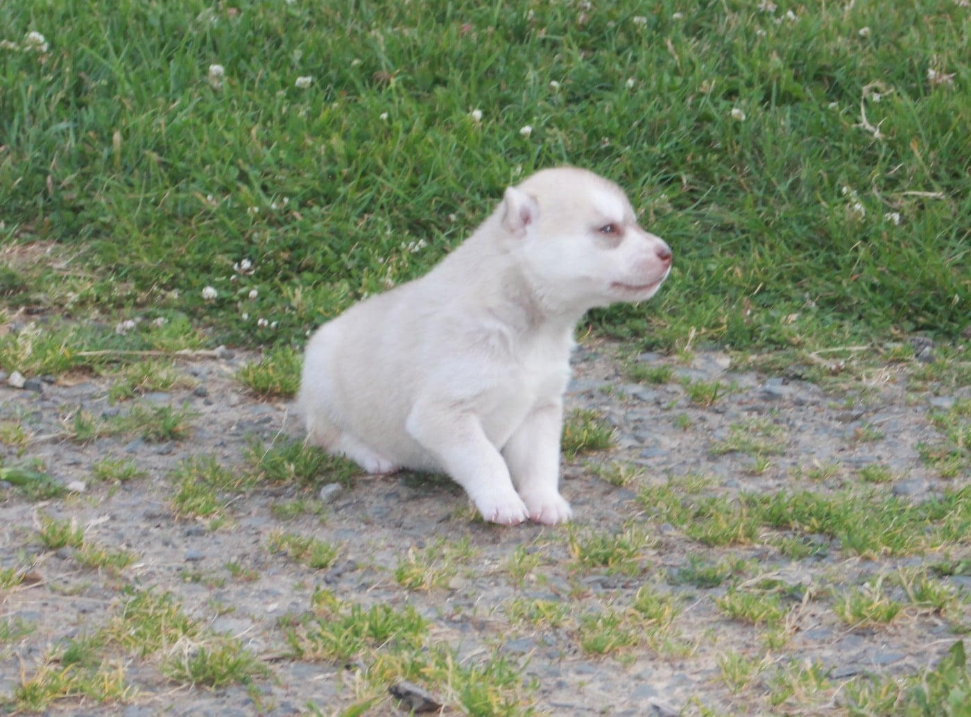 Chiot N°4