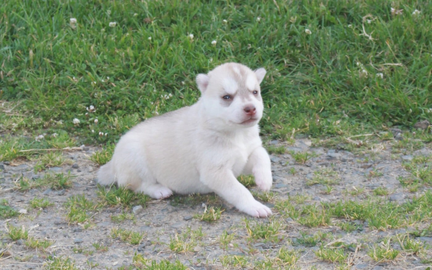 Chiot N°4