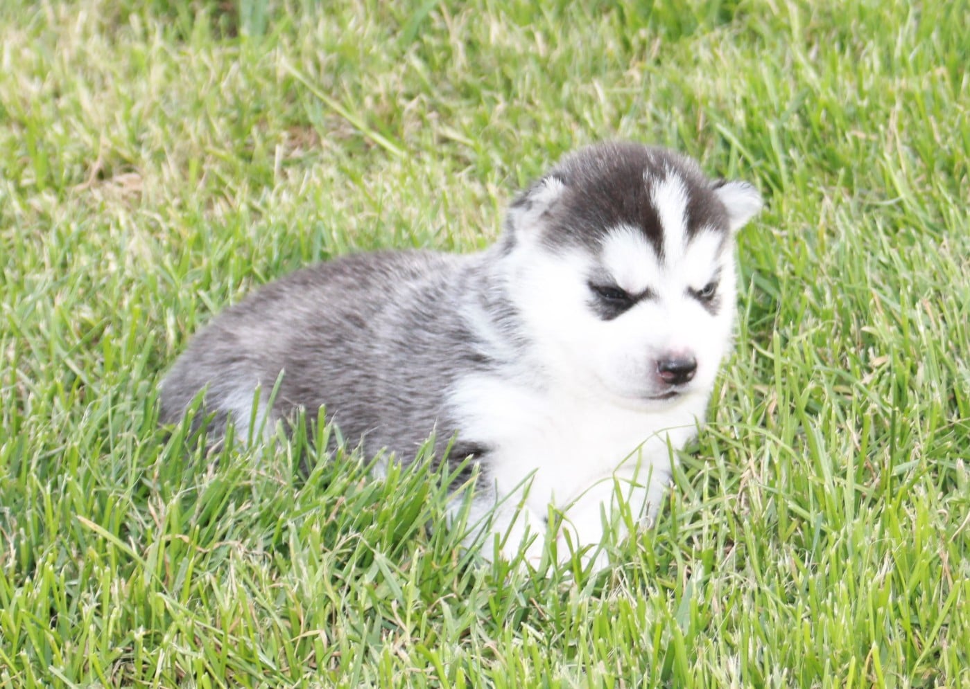 Chiot N°5