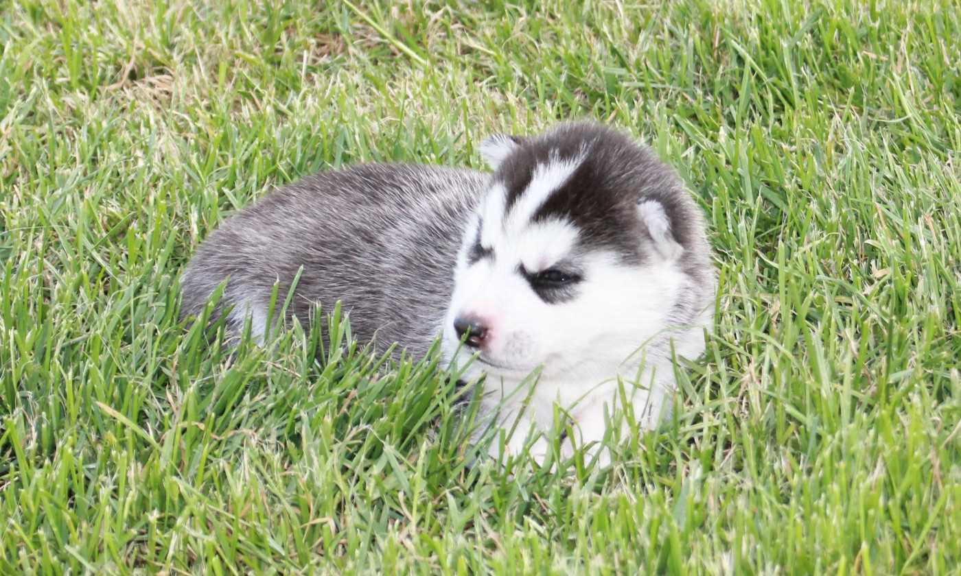 Chiot N°5
