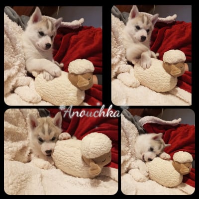 Les chiots de Siberian Husky