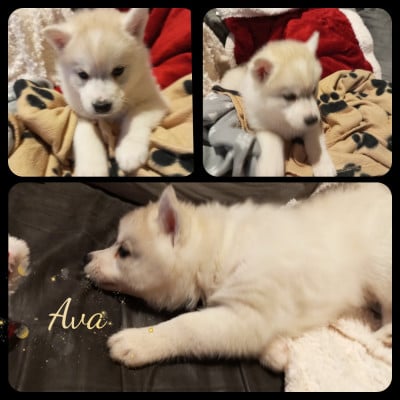 Les chiots de Siberian Husky