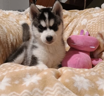 Les chiots de Siberian Husky