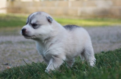 Chiot N°1 - Siberian Husky