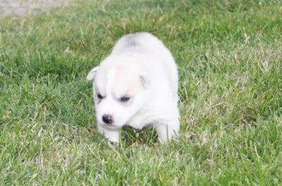Chiot N°2 - Siberian Husky