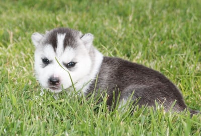 Chiot N°3 - Siberian Husky